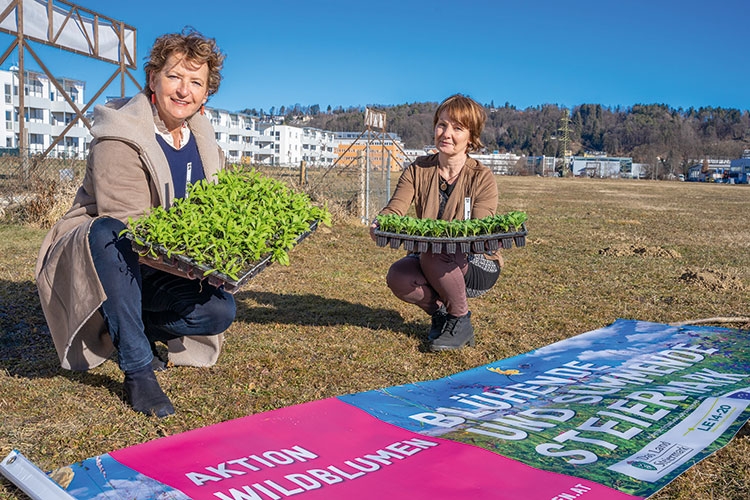 Aktion Wildblumen: Auch der Bezirk Voitsberg ist beim Rekord vertreten