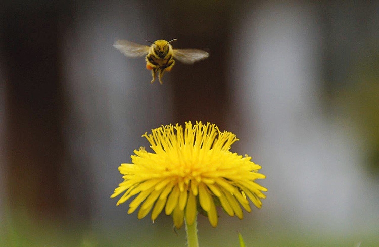 Frühlingszeit ist Bienenzeit